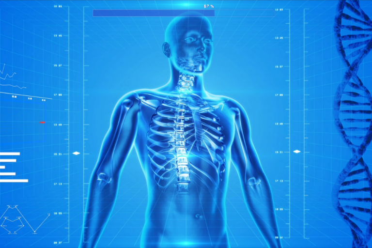 modelo anatómico virtual del cuerpo humano